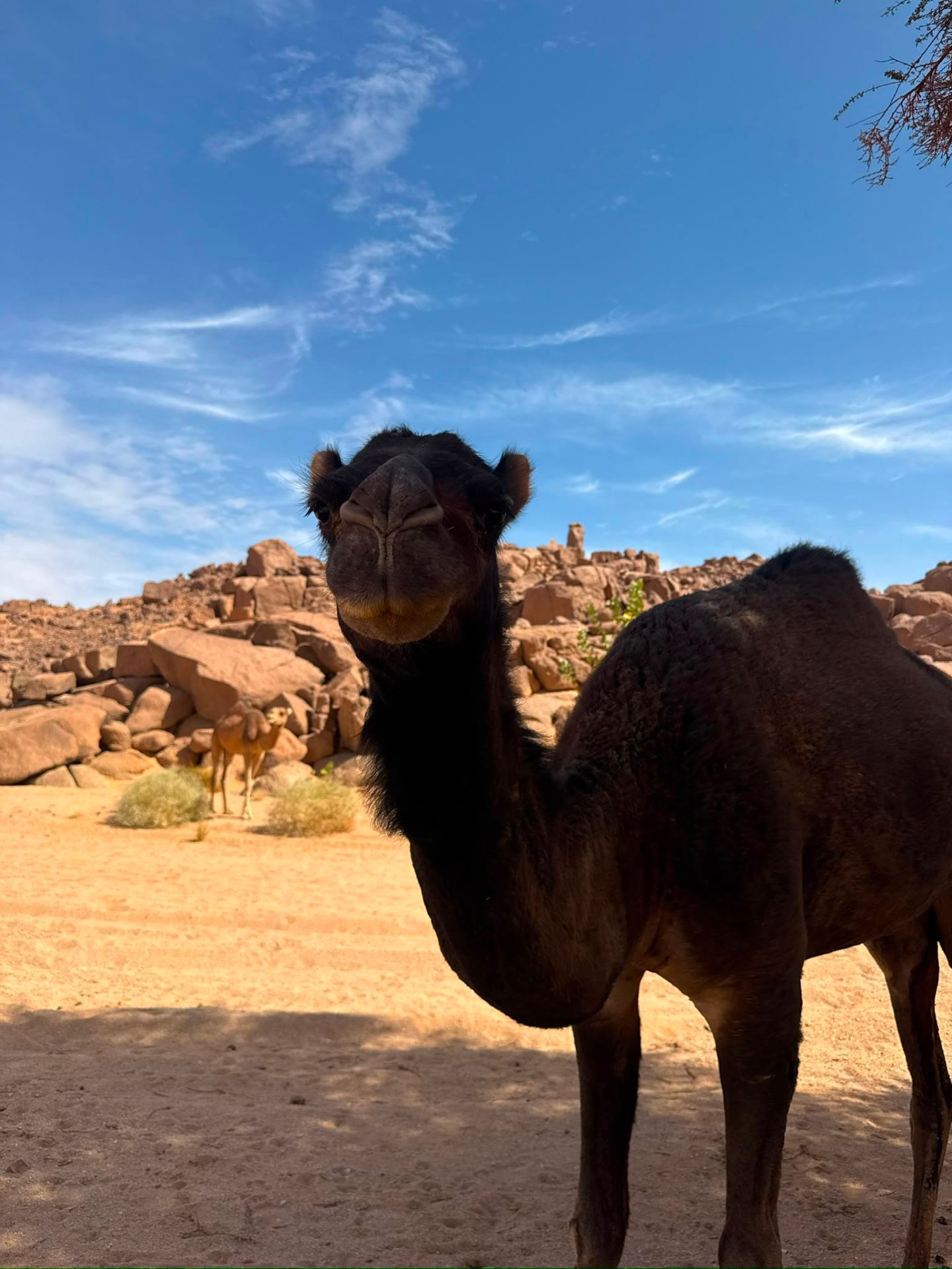 Portrait de dromadaire dans le désert près des roches du Sahara