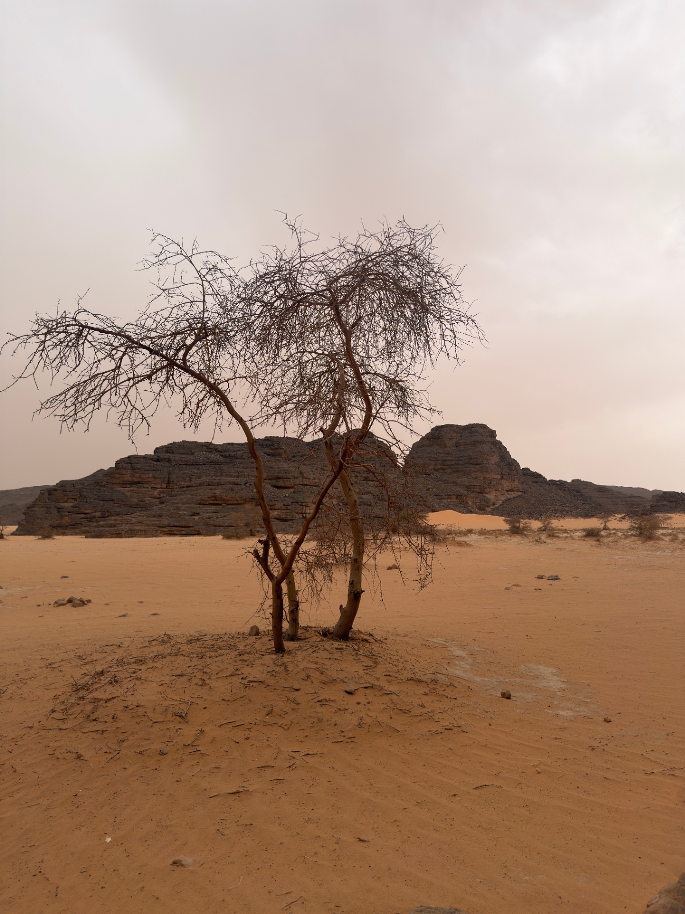Acacia isolé dans les sables ocres du Tassili