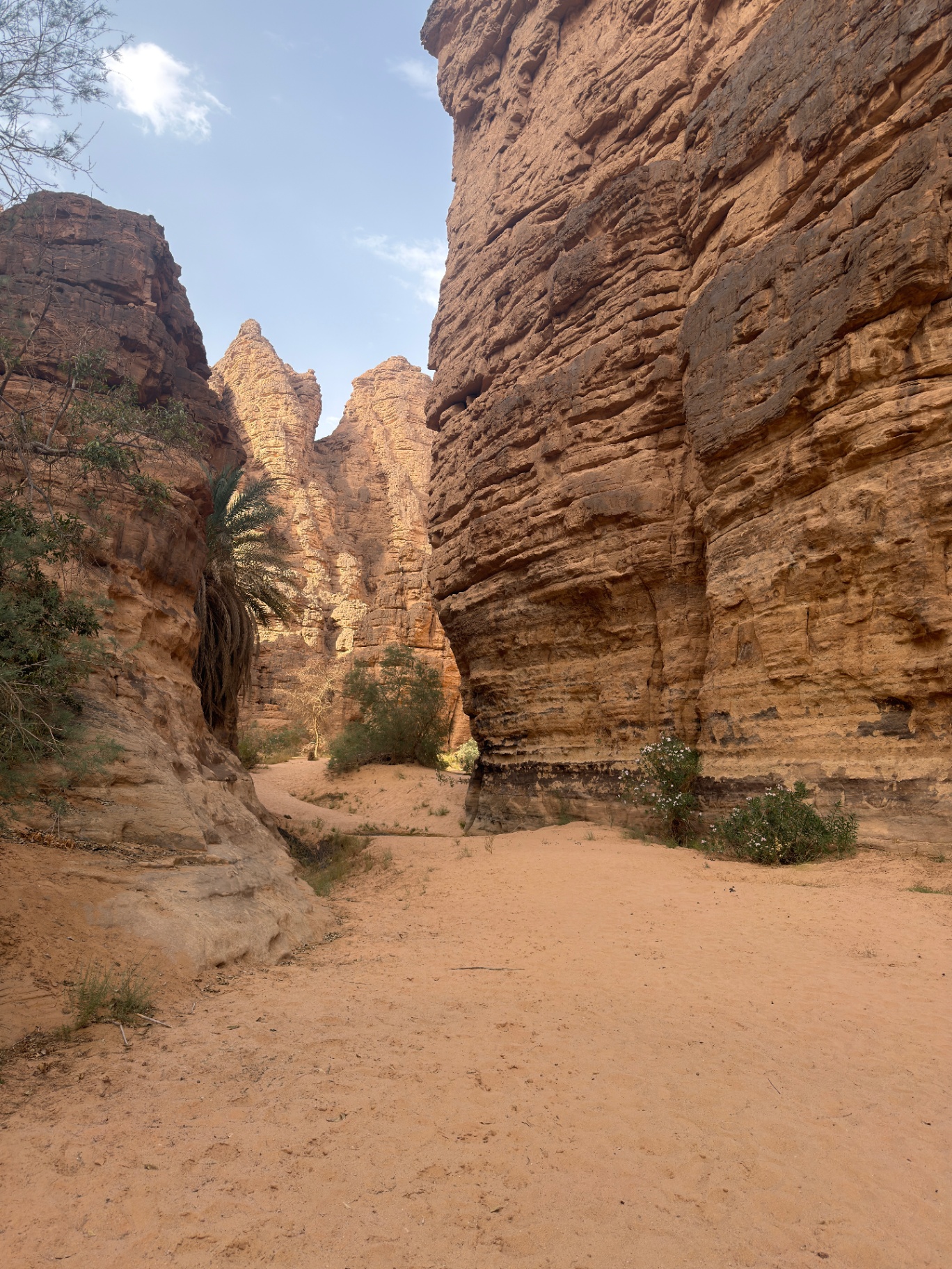 Canyon du Petit Tassili, palmier accroché aux parois de grès